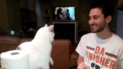 5招让猫咪爱上你内附教程,三招让猫咪爱上喝水