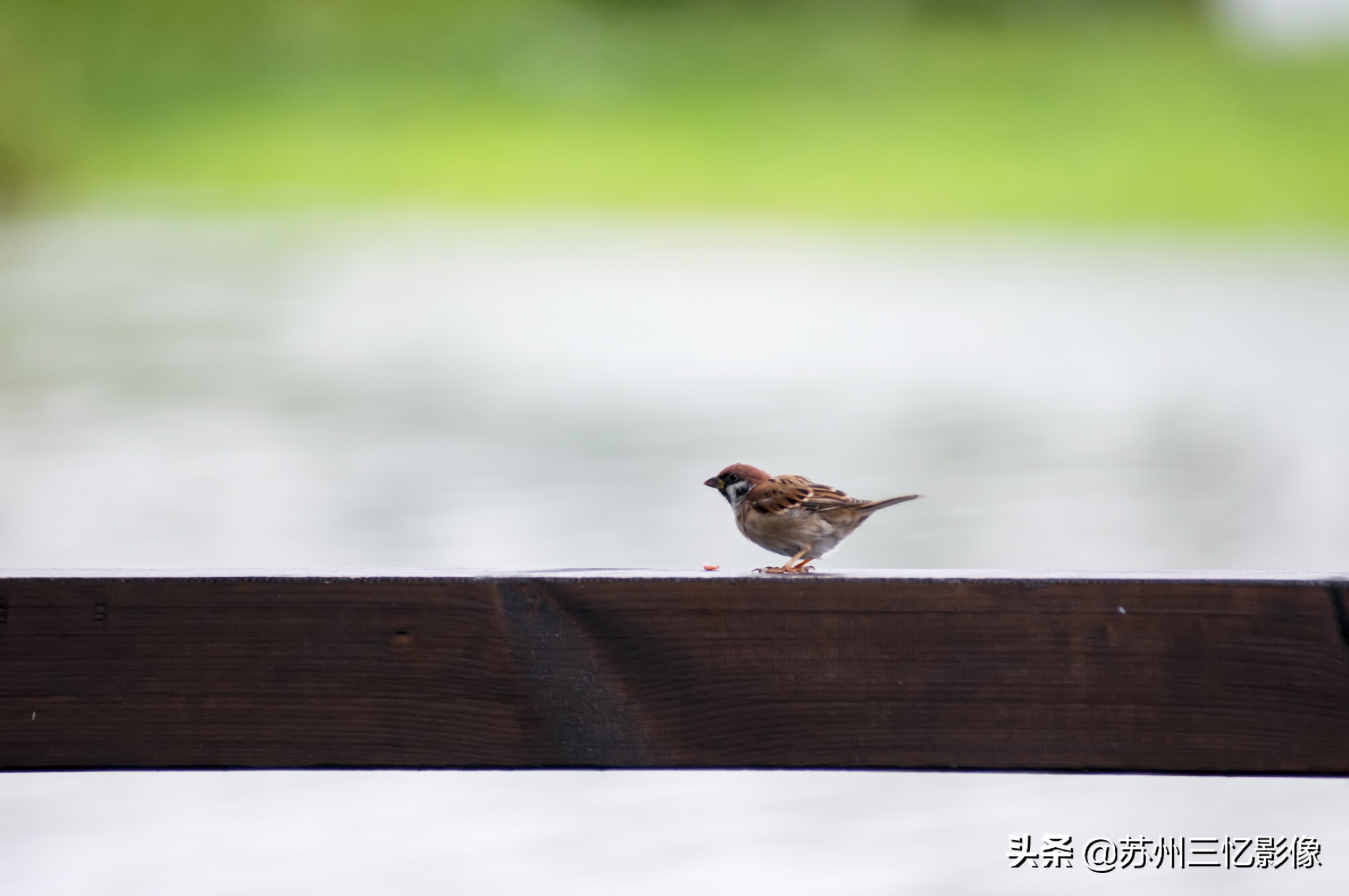 尼康d300s单反相机,尼康d300s照片欣赏