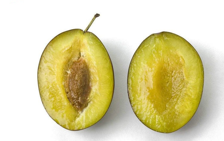 盆栽西梅种植方法全过程,加州西梅的种植秘密你了解多少