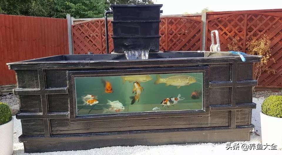 没有梦想的鱼类,新池锦鲤养水正确方法