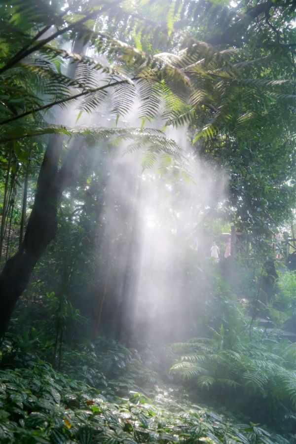 拍照绿色小清新教程,教你拍照如何拍出高级感