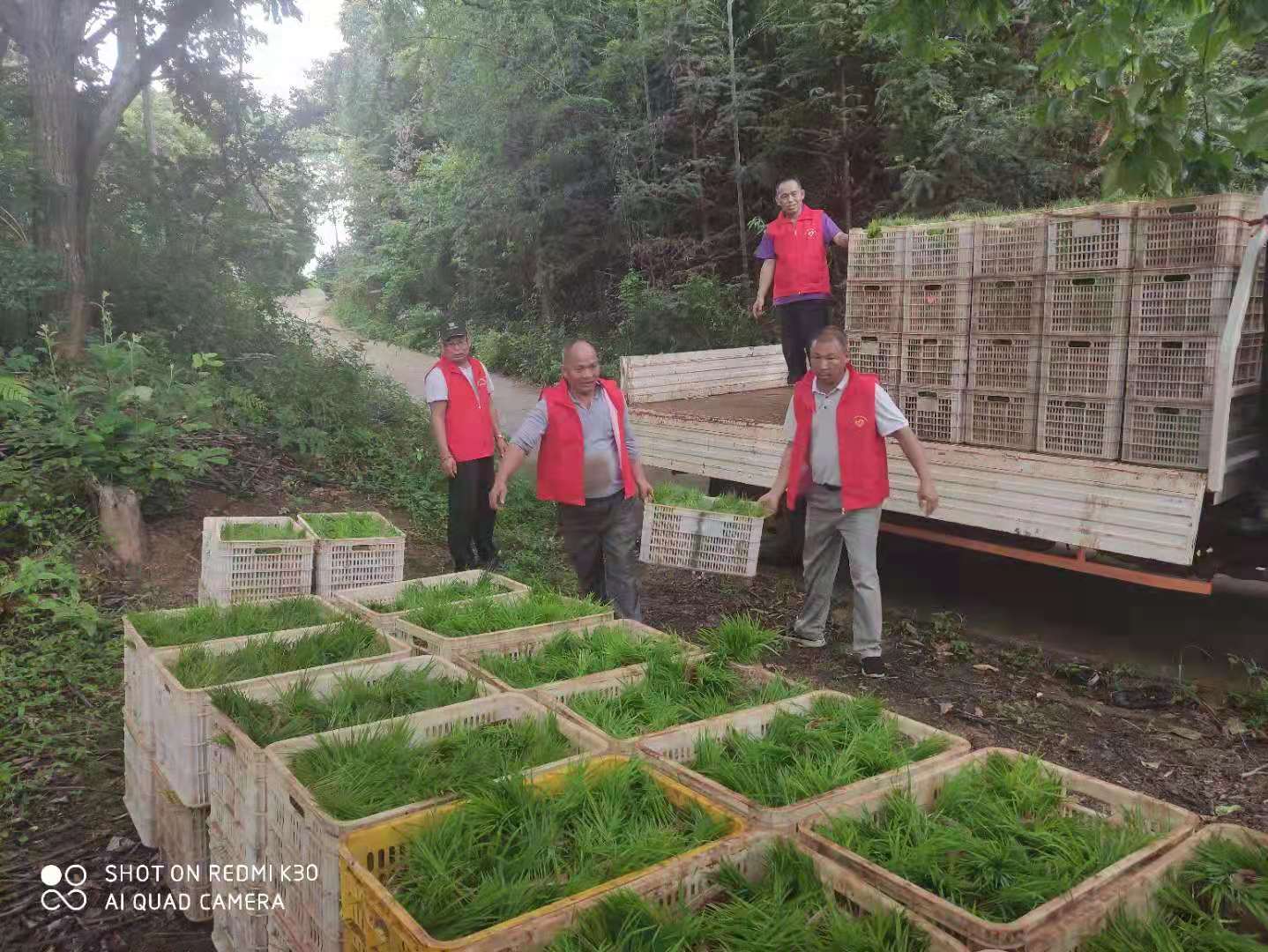 你家乡的粮食增产了吗,你家乡的小麦还有穗吗