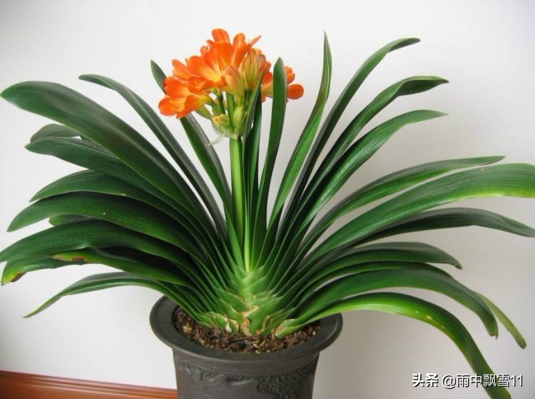 君子兰养法为什么君子兰不开花,君子兰不开花用什么方法才能开花
