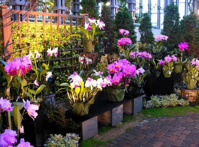 原创诗词—往事如风皆隐去心中幽梦雪莲香