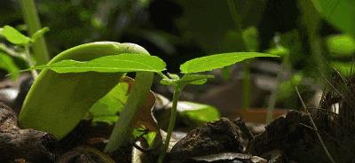 豆瓣9.3分这对夫妻打造1200亩生态农场，“堪称美版「李子柒」”