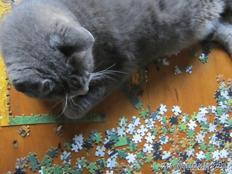 拼图可爱的小动物,有难度还很好看的猫咪拼图