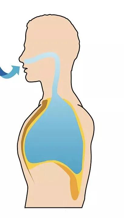 呼吸过程是怎么样的？今天带你搭乘氧气客车，一起去“肺里”逛逛