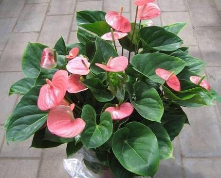 杀虫药大全及使用方法,常见10种杀虫配方