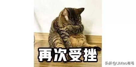 我们败了两款新型“猫*品毒**”孝敬主子，你猜哪种比较受猫欢迎？