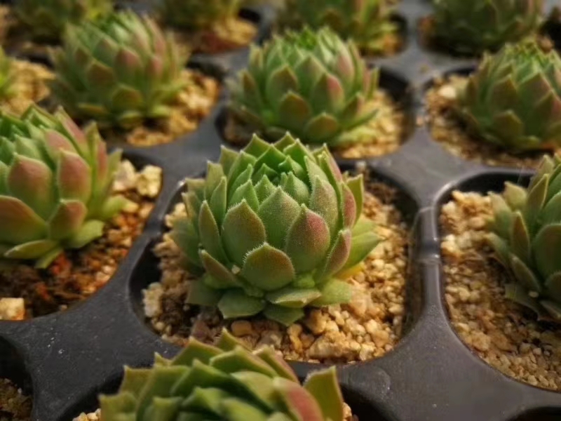 长生草观音莲怎么长侧芽,长生草多肉用什么土壤