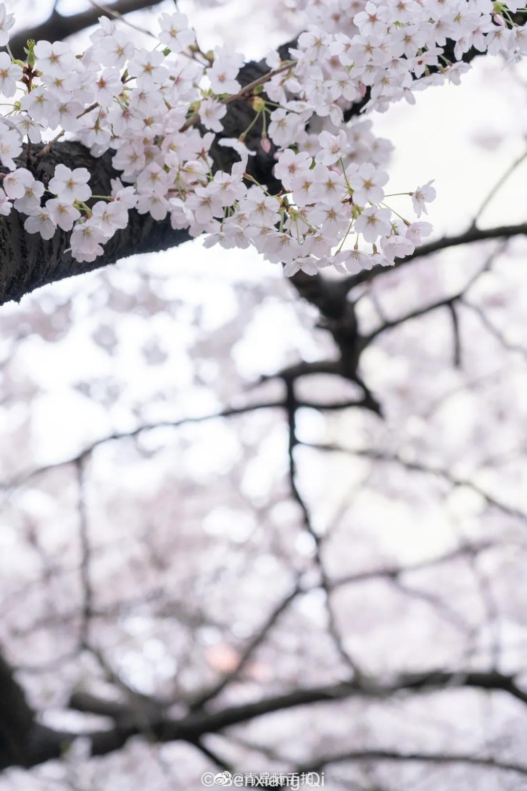 四月的青岛微风不燥,四月份的青岛什么好吃