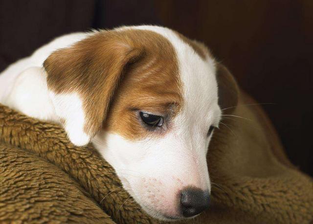 犬类中毒怎么办,犬中毒并发症有哪些