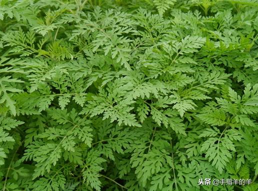 牙疼的治疗方法快速止痛睡不着觉,牙疼的原因及止疼方法