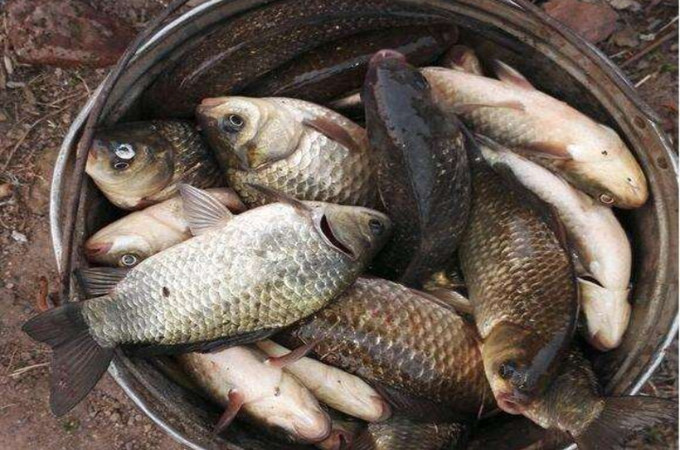 大家都在用的一款火爆鱼竿,最近很火的一款鱼竿