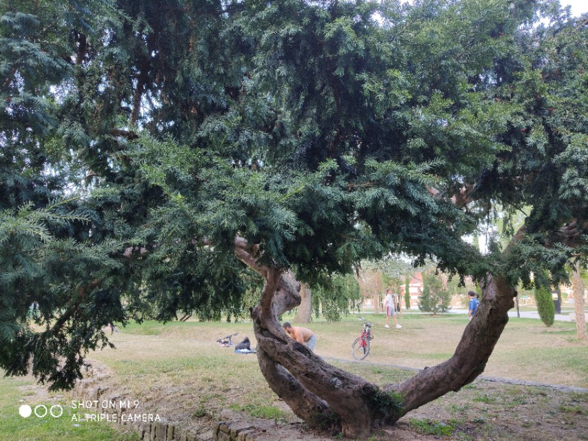 红豆杉树是什么样子图片,法国人种植发电树