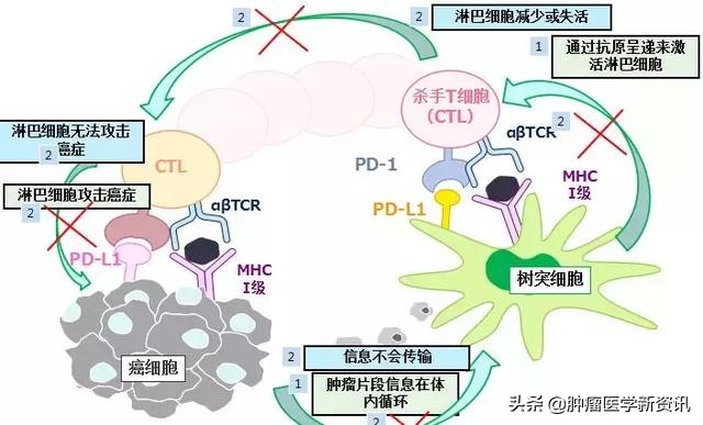日本细胞免疫疗法骗局,日本细胞免疫治疗一般维持多久