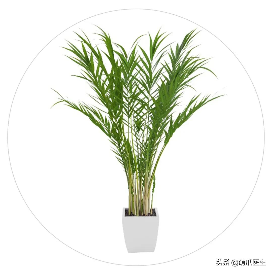 养猫能养啥花草,养了猫还可以养兔子吗