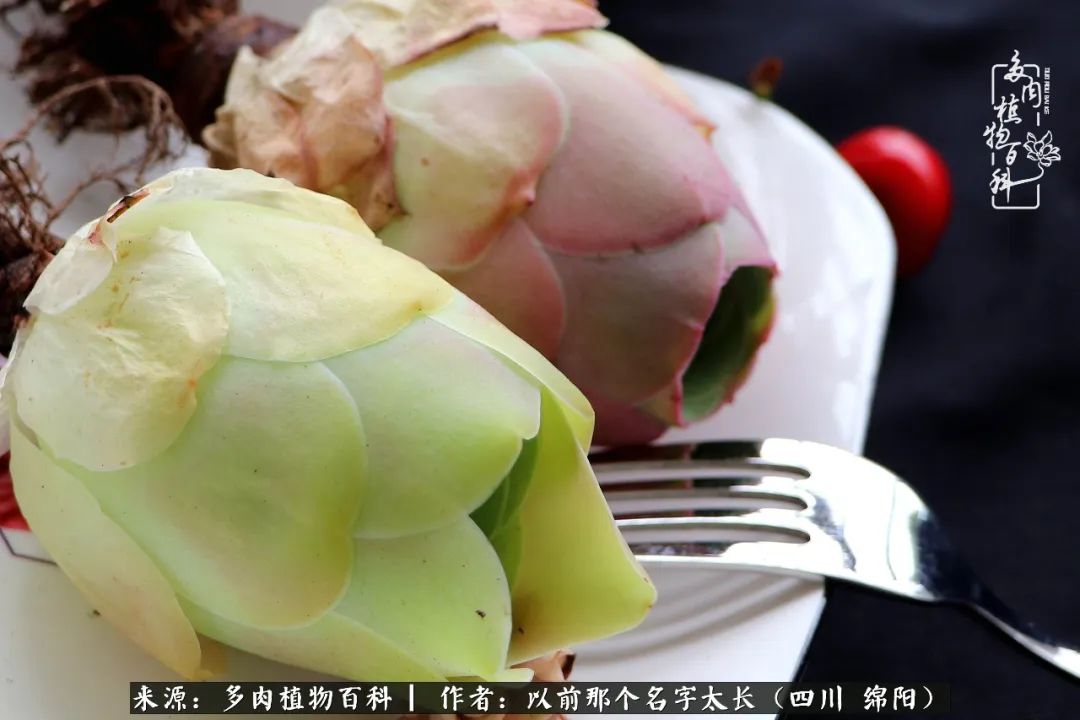 山地玫瑰夏天,夏季的山地玫瑰