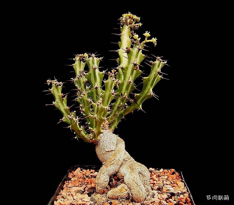 多肉奇趣麒麟好养吗,多肉植物奇葩有趣