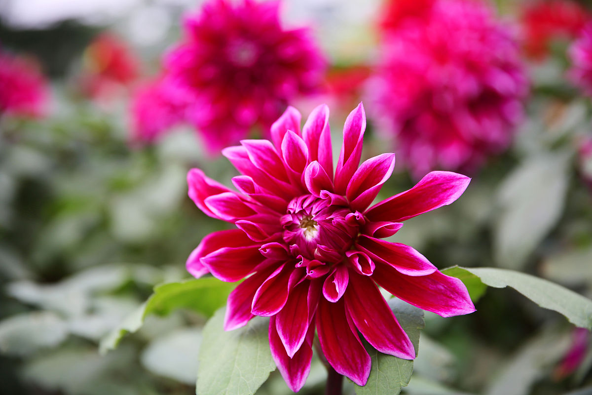 大丽花花苞期可以往叶面浇水吗,盆栽大丽花冬季怎么养护和浇水