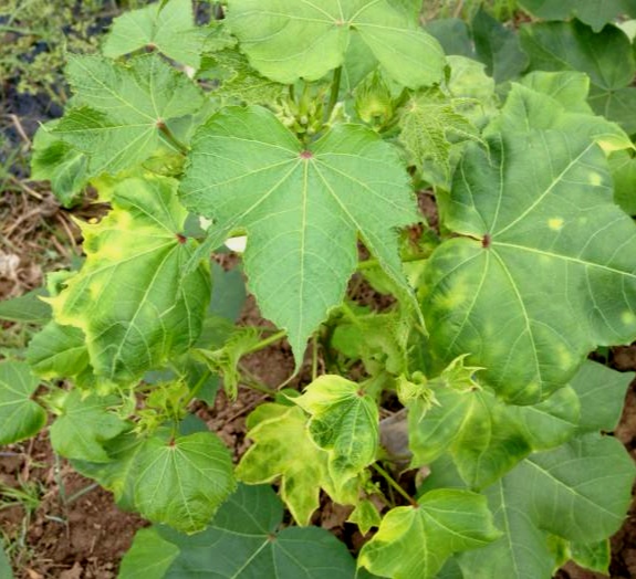 激素农药药害,激素型除草剂的危害