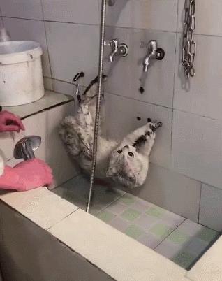 猫咪特别怕水是不是就不能洗澡,不怕洗澡的猫咪