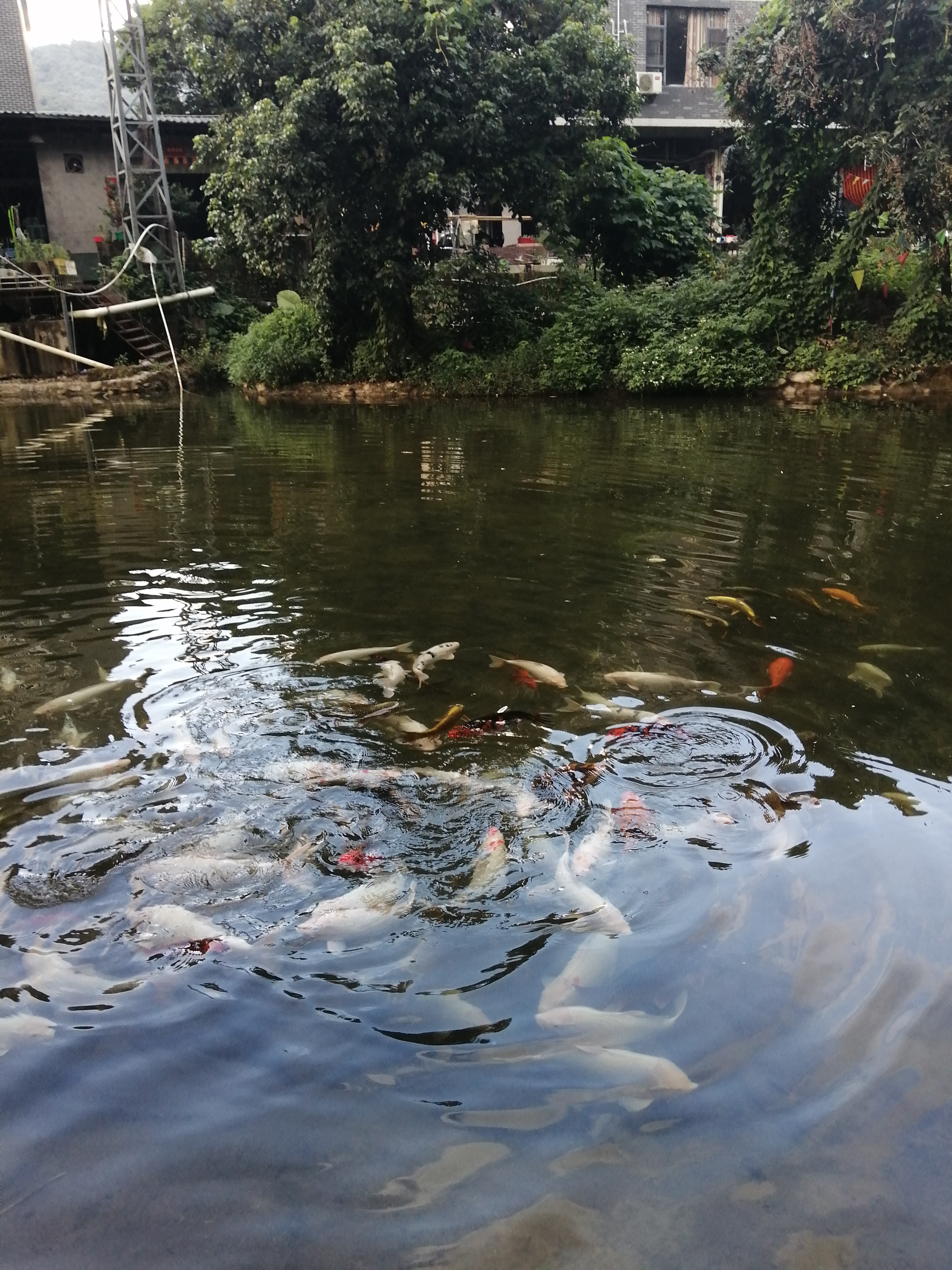 惠州罗浮山酥醪景区天然氧吧,罗浮山酥醪村天然氧吧民宿