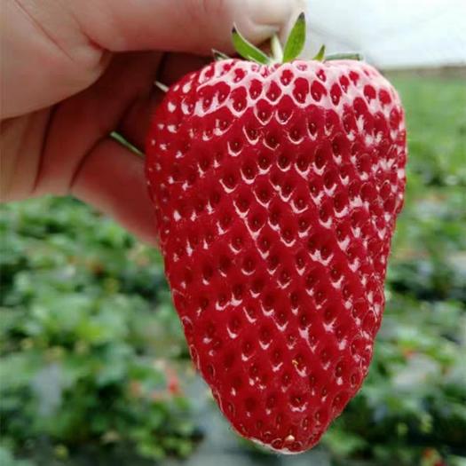目前市场上最好的草莓是什么品种,草莓品种巧克力草莓