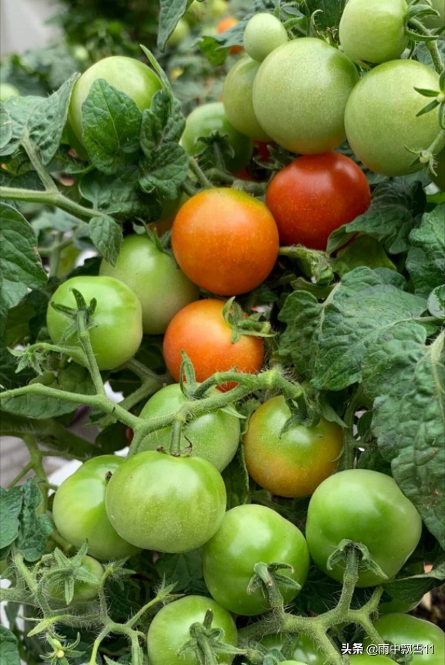家庭小番茄的种植养护,夏季小番茄种植方法全过程