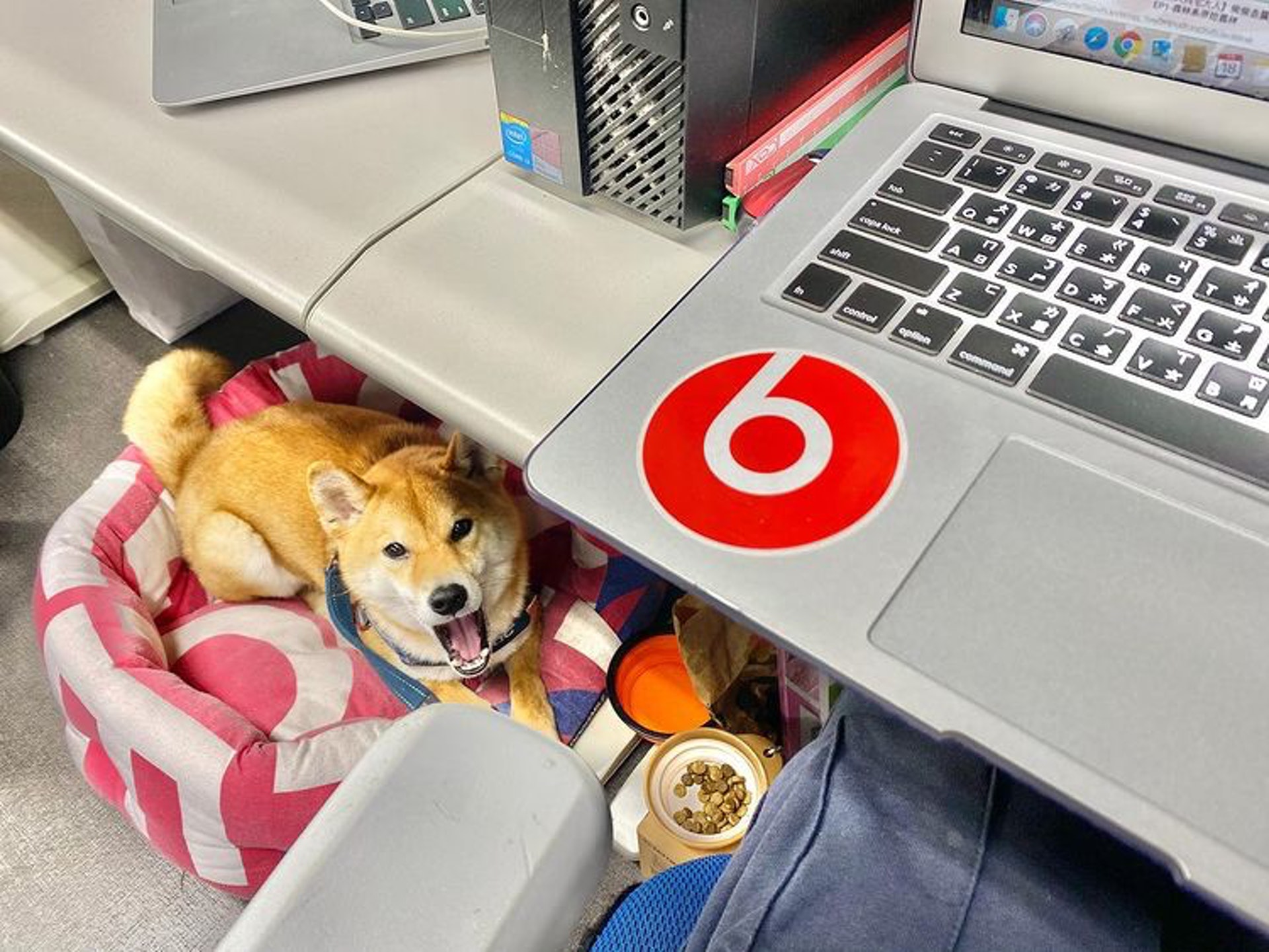 胆小柴犬遇神秘东西秒被吓跑　吓到脸歪、弹起反应笑翻网民