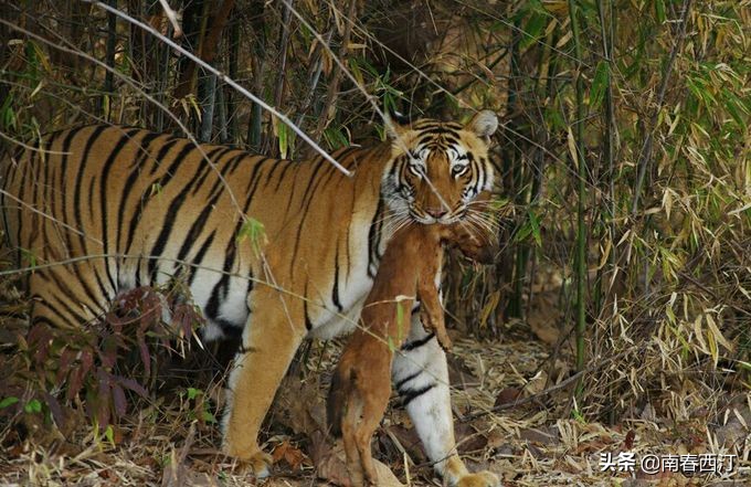 豺狼虎豹是哪四大凶兽,豺狼虎豹四将