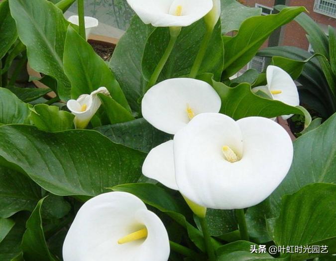 7月养护马蹄莲，注意这5点，长势颇好