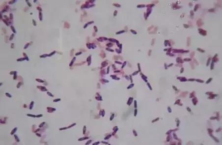 枯草芽孢杆菌对植物作用与功效,枯草芽孢杆菌在水产养殖的作用