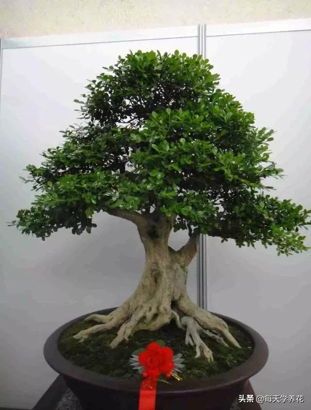 盆景黄杨摘心怎样摘,黄杨树枝条太密修剪