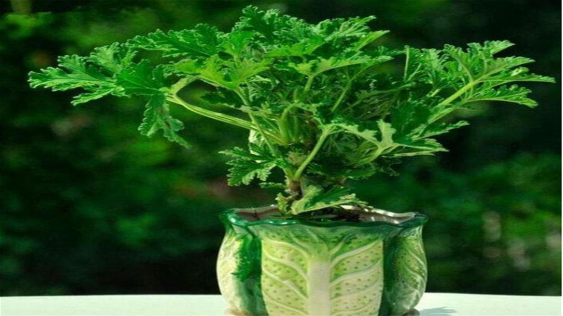 养花经常在土里遇到的害虫有哪些,养花不生虫害的植物