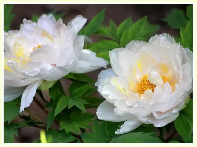 魔都赏花旅游攻略,魔都春季赏花好地方