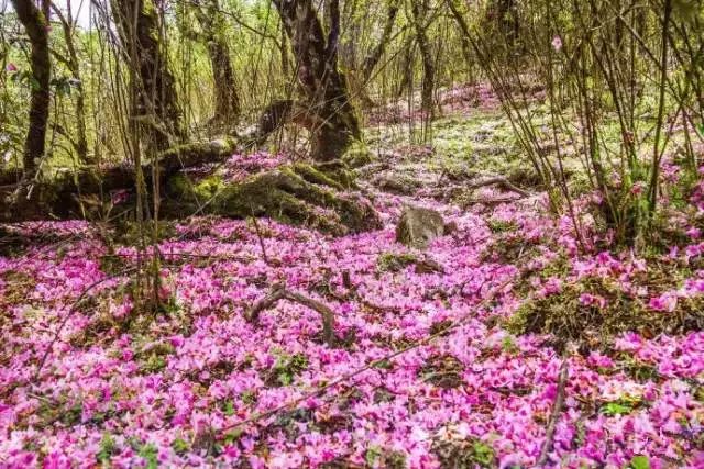 等一个人陪我去大理旅行,如果生活不如意不如一起去大理