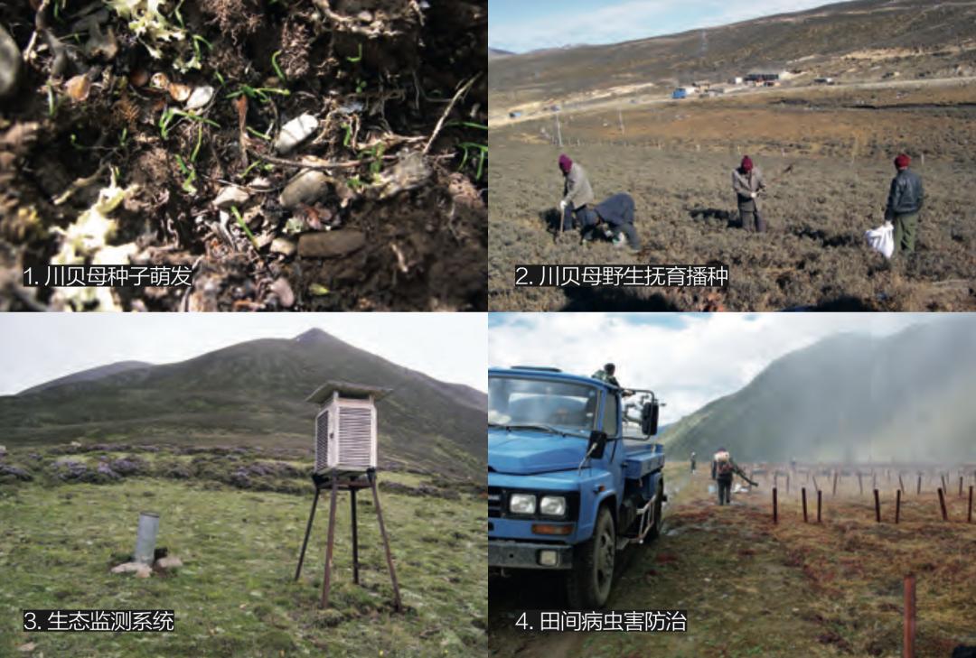 不只是医书带你真正了解本草纲目,盘点不同版本的本草纲目