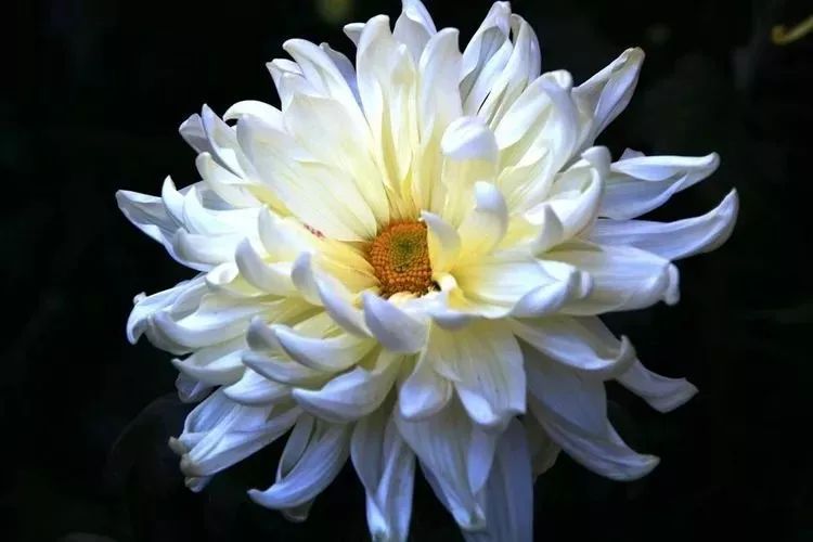 花中四君子菊花国画用笔,花中四君子菊花高清图片