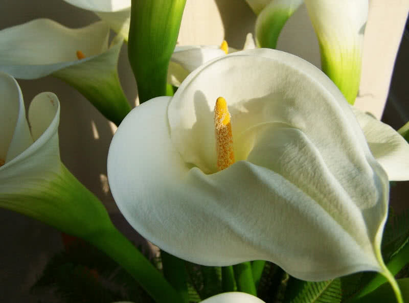 世界上最珍贵的十种玫瑰,西式婚礼用什么样鲜花