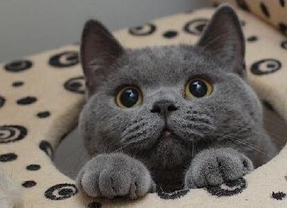 为什么大家都爱养英国短毛猫？这五点好处，看了不选都不行