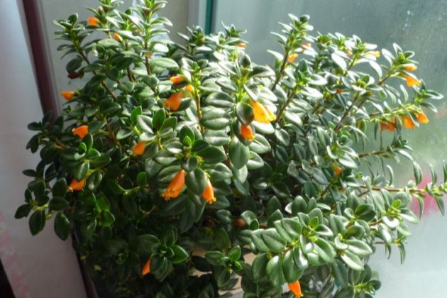 金鱼吊兰冬天需要天天晒太阳吗,金鱼吊兰立冬怎样剪枝冬天能开花