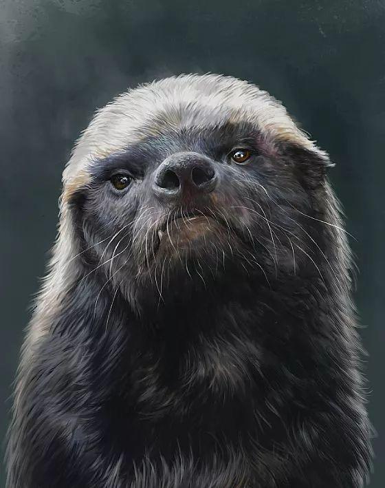 非洲恶霸平头哥,狮子毒蛇都不敢招惹它,蜜獾为何如此嚣张?