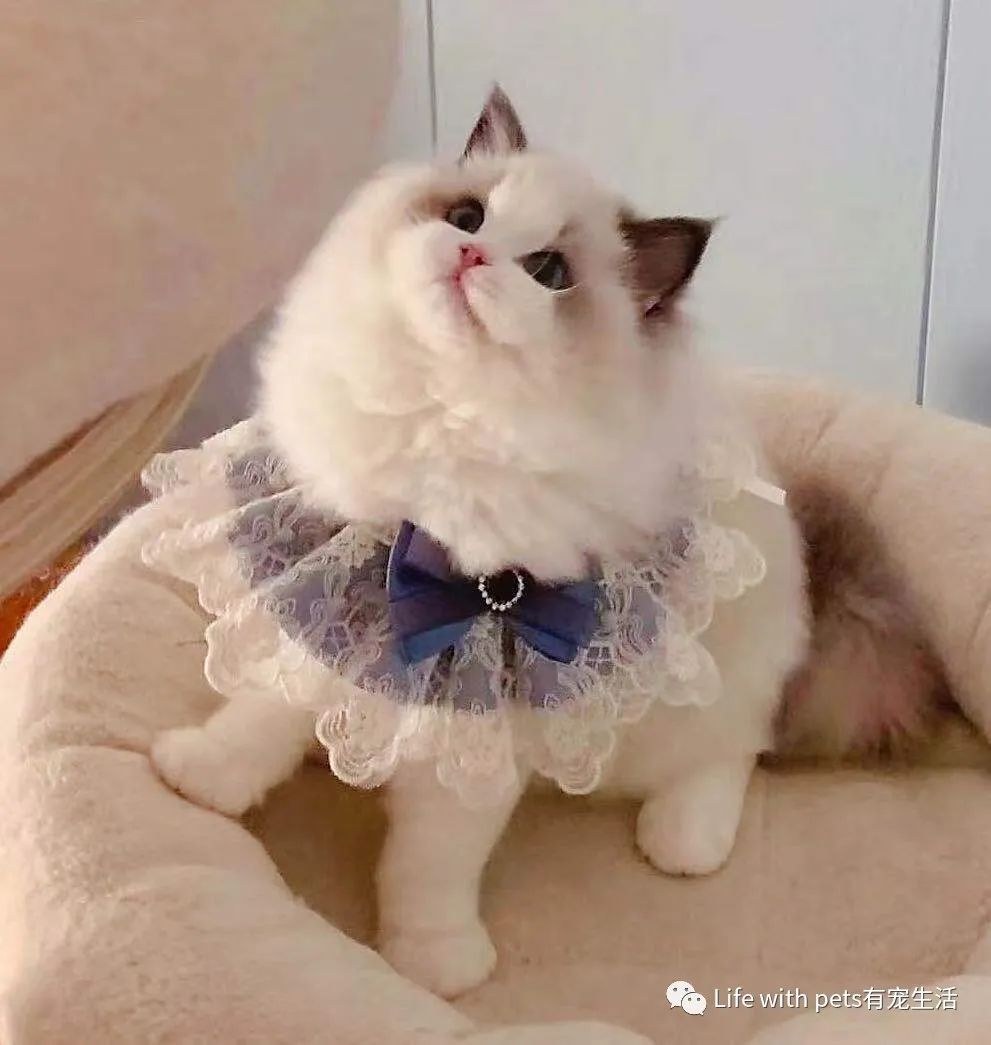 猫咪科普便便,猫屎软便是体内有寄生虫了吗