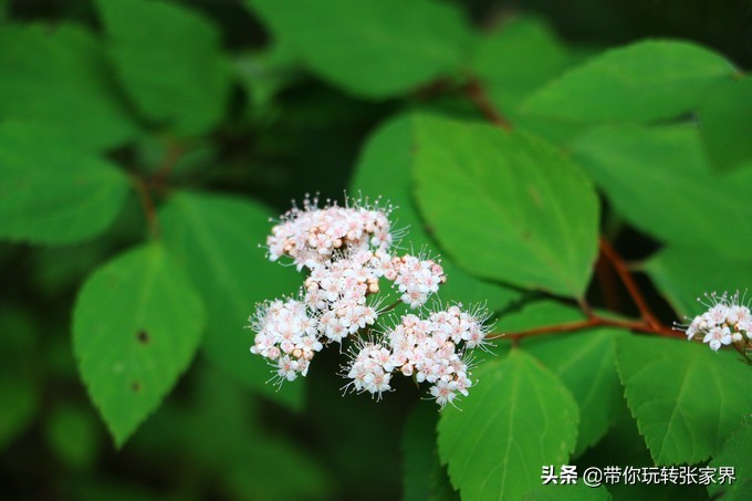 到张家界天门山自助游价格多少钱,武汉到张家界天门山三日游
