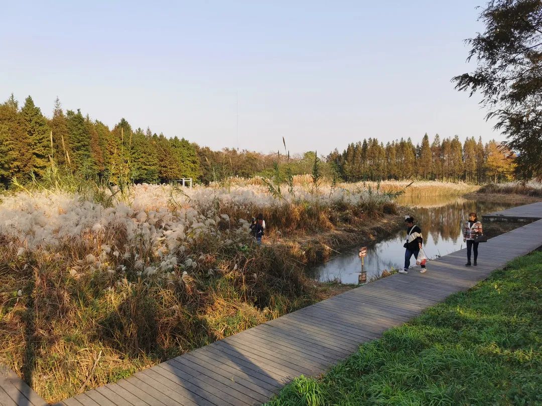 深秋回暖，安排！沪上各区的深秋美景，你准备好打卡了吗？