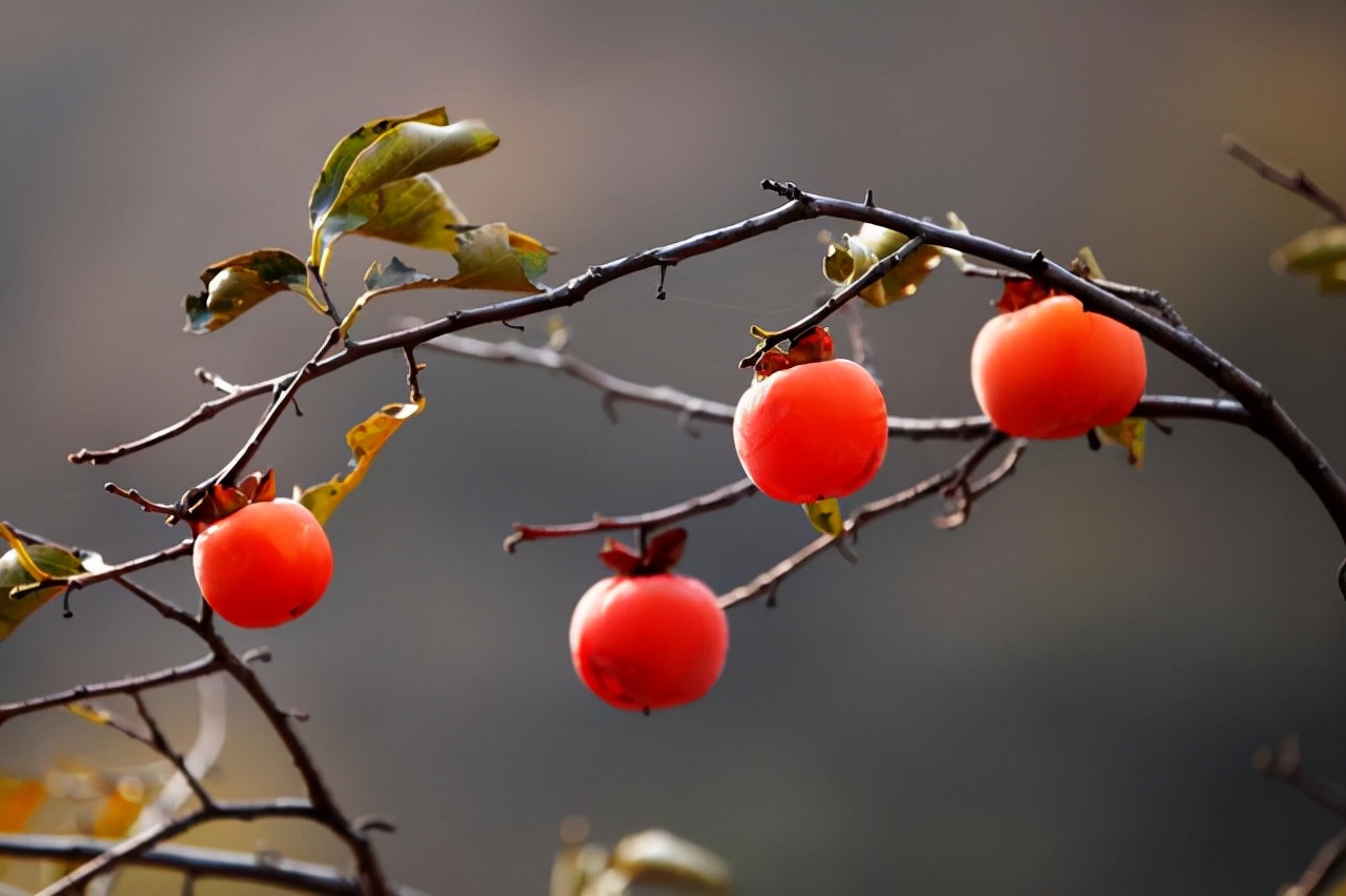 柿子不能乱吃,吃柿子注意事项和禁忌