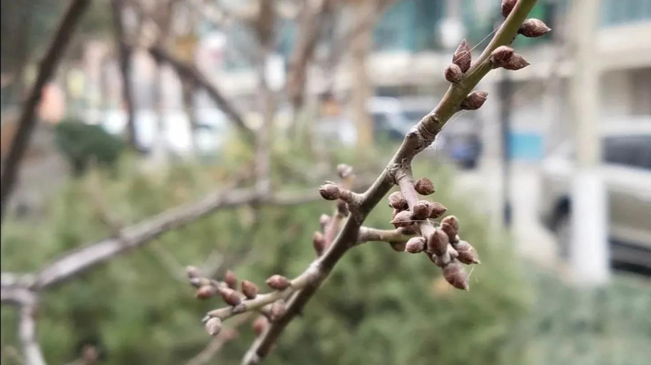 冬之树木，像不像十月怀胎的母亲～冬日随想