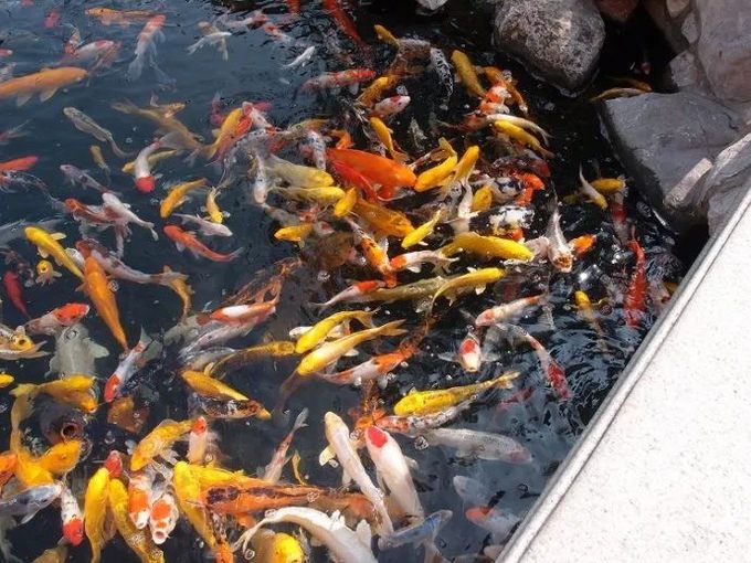 这一份公交交通指南，带你玩转上海各大景点