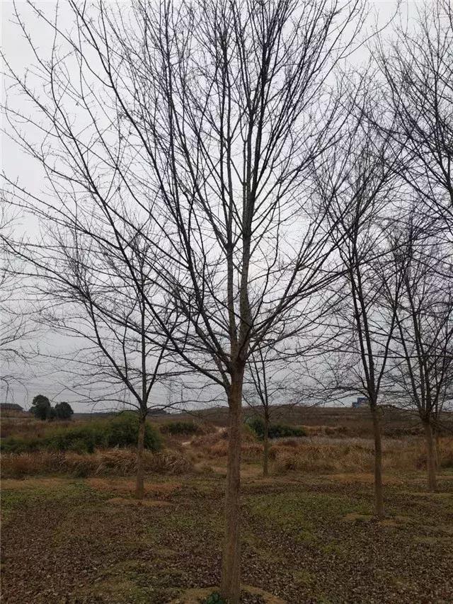 「苗木通新晋会员」湖州陈春耕：细节具体、价格适中、售后保障